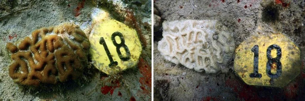 The same tagged brain coral before and after bleaching