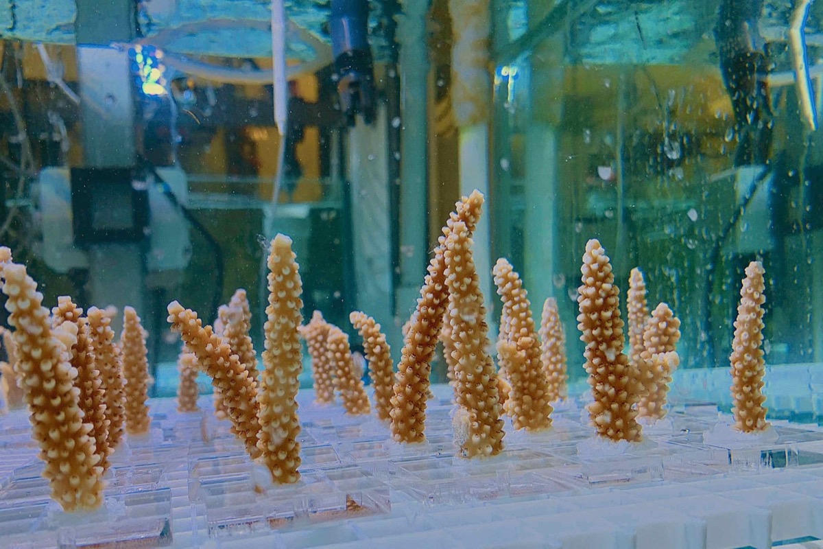 Staghorn coral fragments in experimental tanks