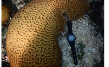 Brain coral with a dive computer