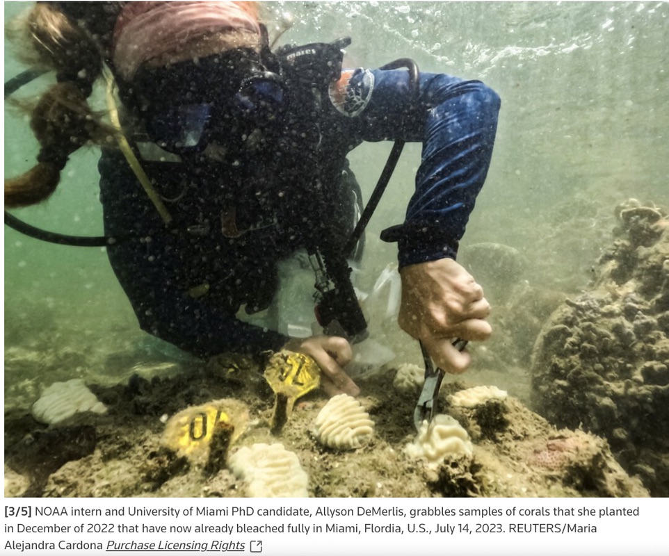 Diver working on a coral reef