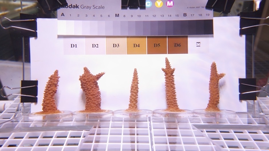 Staghorn coral fragments photographed against a color scale