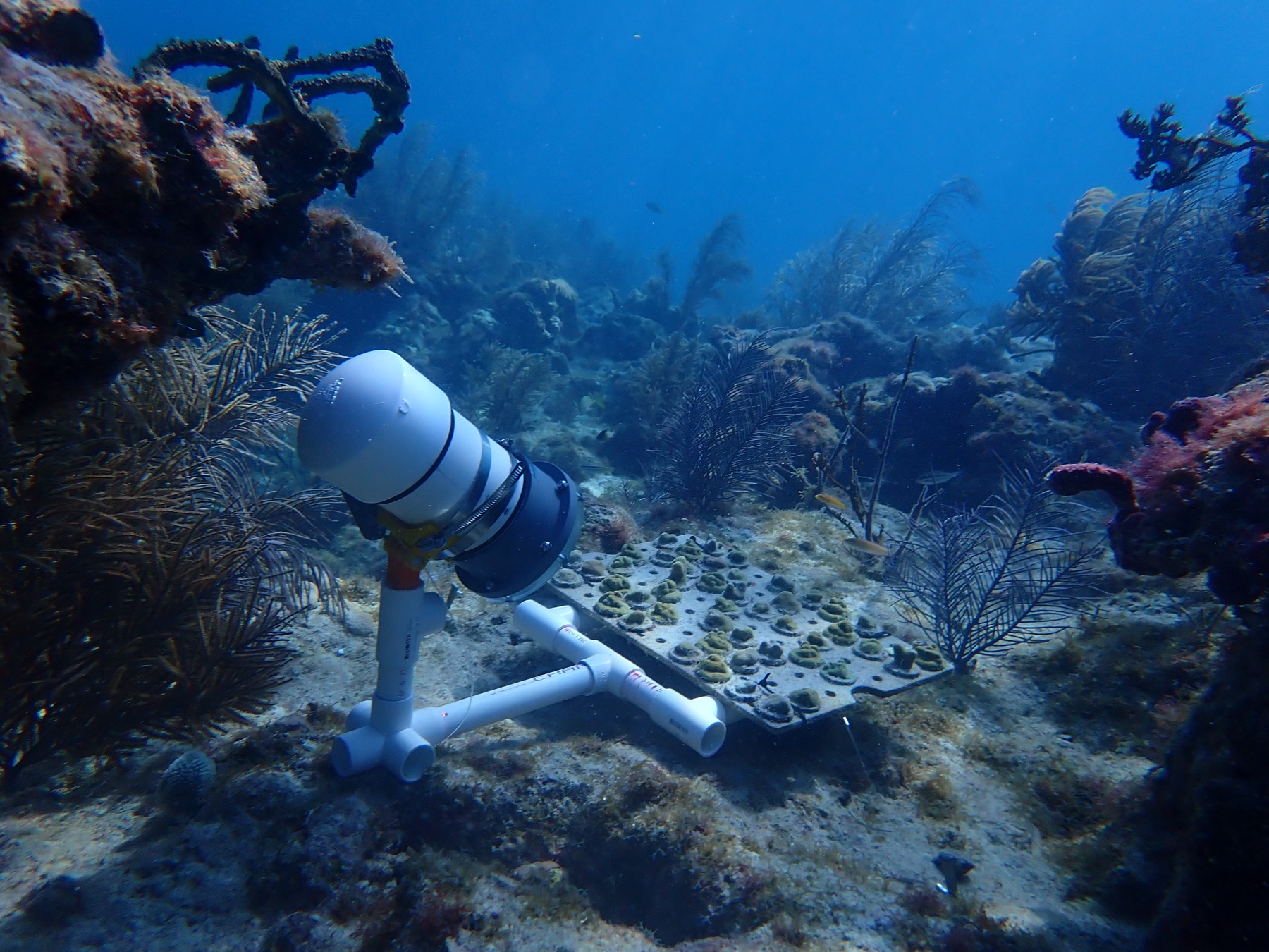 A C-BRUVS camera recording outplanted corals
