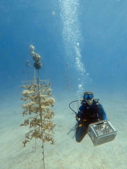 Diver at a coral restoration nursery tree